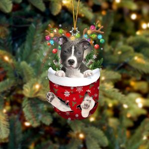 Blue Nose Pitbull In Snow Pocket…