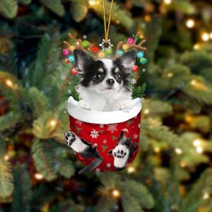 Long Haired White Chihuahua In Snow…