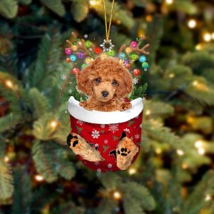 Red Toy Poodle In Snow Pocket…